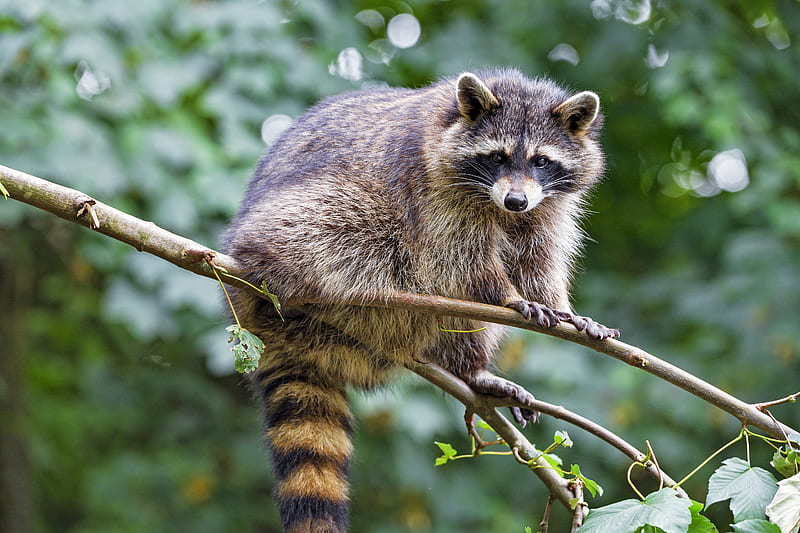 raccoon, animal, cute, funny, branch, HD wallpaper