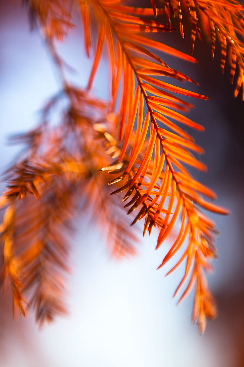 leaves, stems, macro, blur, HD phone wallpaper