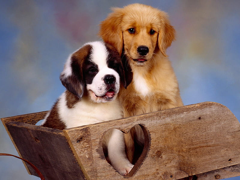 Best Friends - St. Bernard Puppy and Golden Retriever Puppy, st bernard, golden retriever, friends, HD wallpaper