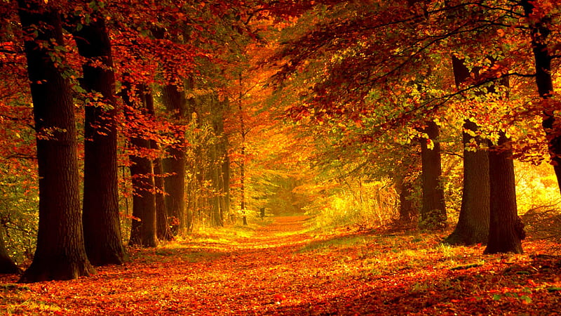 Autumn path, red, pretty, forest, colorful, fall, bonito, park, trees ...