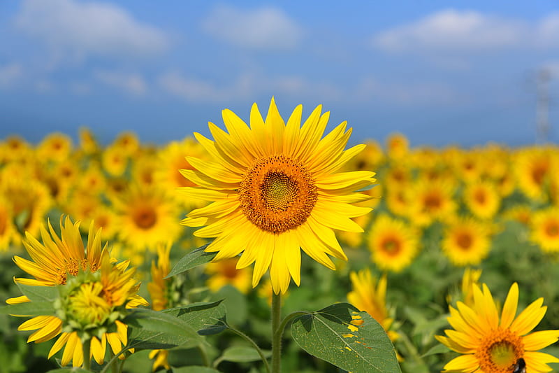 sunflower, flower, yellow, field, bloom, summer, HD wallpaper