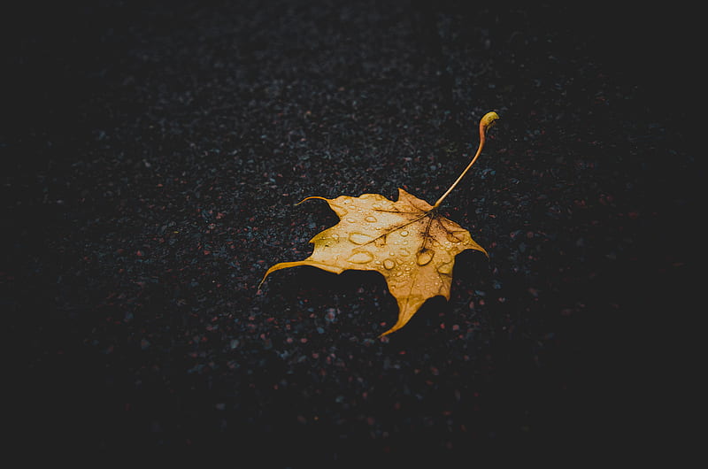 macro shot graphy of brown maple leaf during rainy season, HD wallpaper