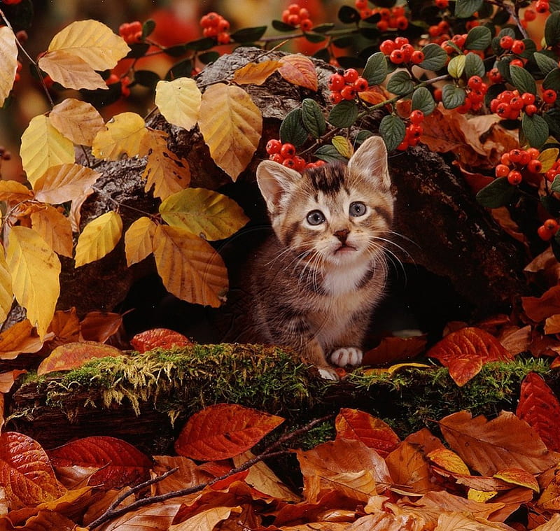 kitten in a fall leaves, fall leaves, kitten, cats, animals, HD wallpaper