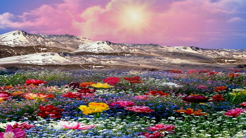 ~*~ Flowery Field ~*~, pink sunset, spring field, flowers, Flowery Field, sprimg, HD wallpaper