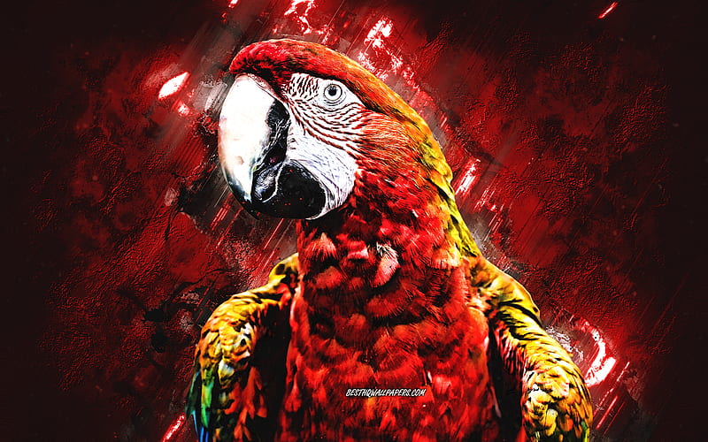 Scarlet Macaw, red yellow blue parrot, Macaw, red stone background, creative art, parrots, HD wallpaper