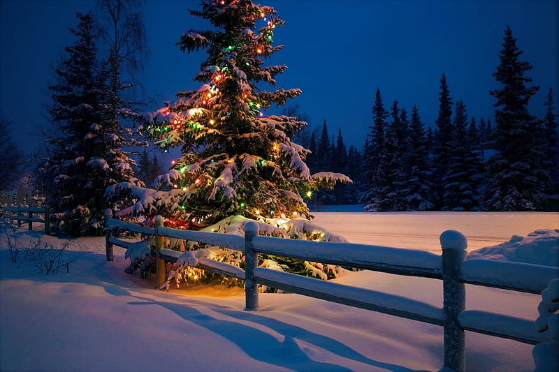 Christmas Tree Holidays Graphy Christmas Snow Bonito Lights Winter Hd Wallpaper Peakpx 