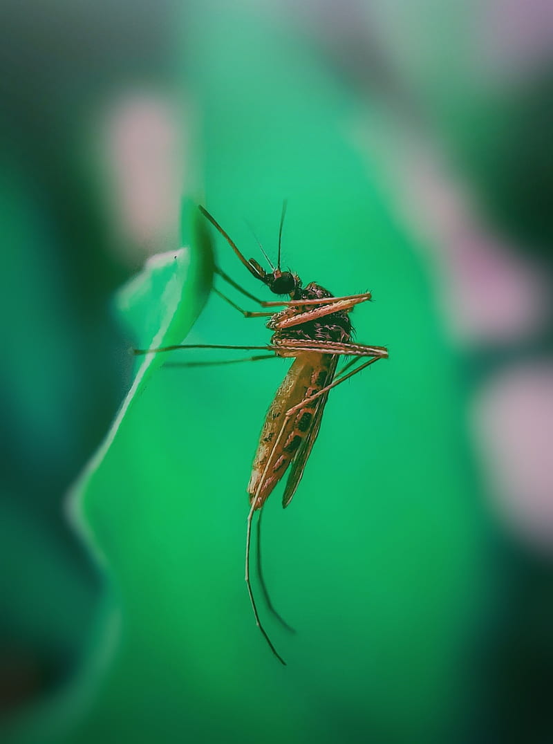Mosquito, fly, leaf, sunset, HD phone wallpaper