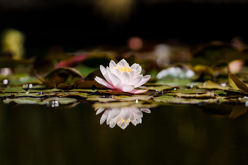 lotus, flower, plant, reflection, HD wallpaper