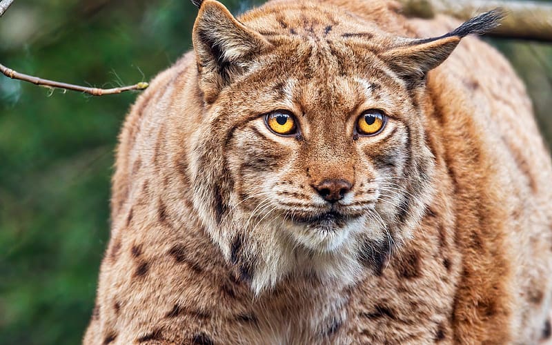 Lynx, animal, nature, cat, HD wallpaper | Peakpx