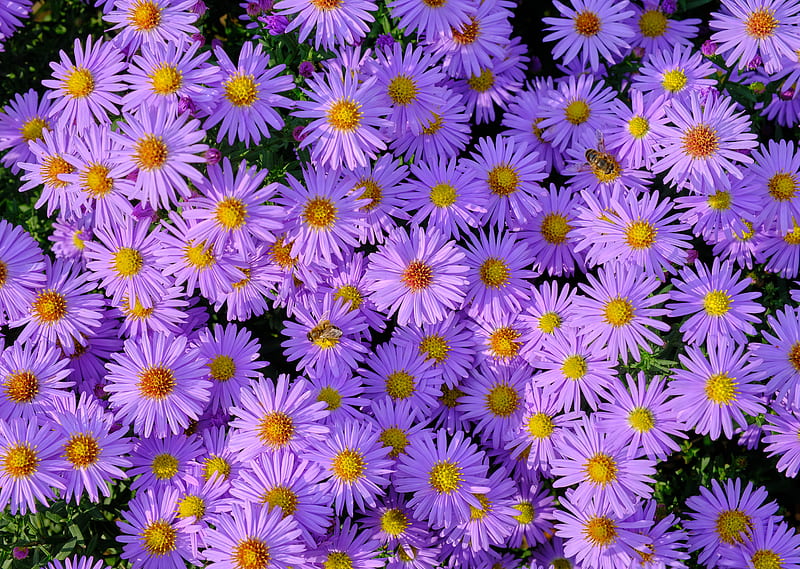 symphiotrichum, flowers, bee, purple, HD wallpaper