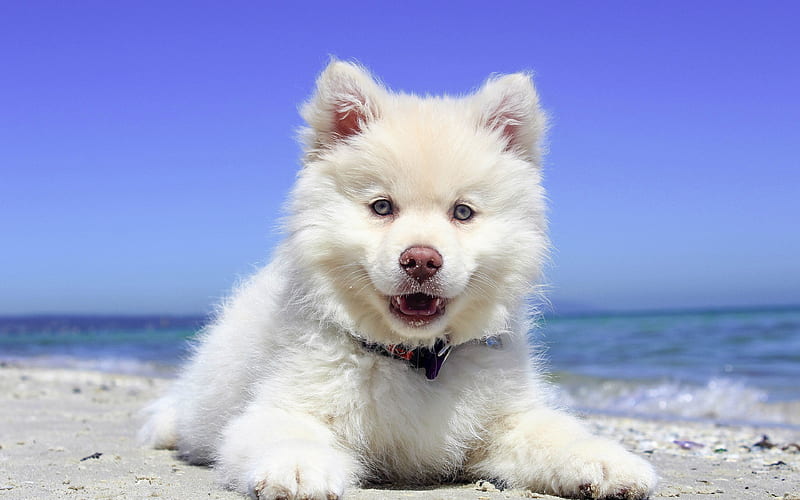 Samoyed puppy, furry dog, cute animals, white dog, dogs, pets, Samoyed Dog, HD wallpaper