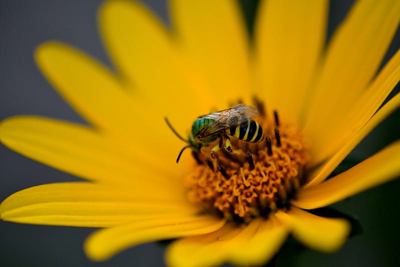 Nature in action, bee, honeybees, yellow flower, pollinate, bees, HD wallpaper