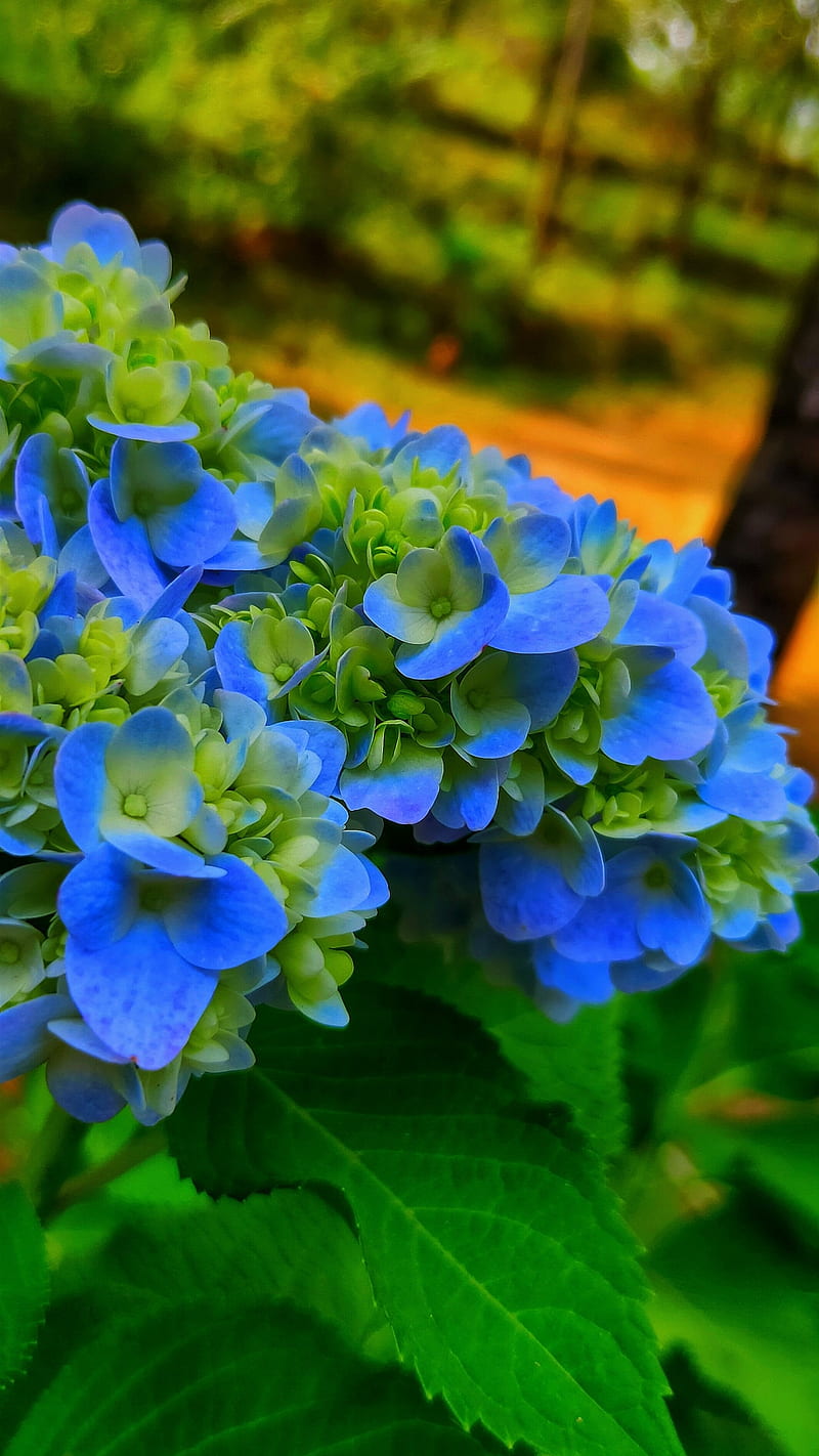 Blue, colour, flower, green, nature, plants, HD phone wallpaper | Peakpx