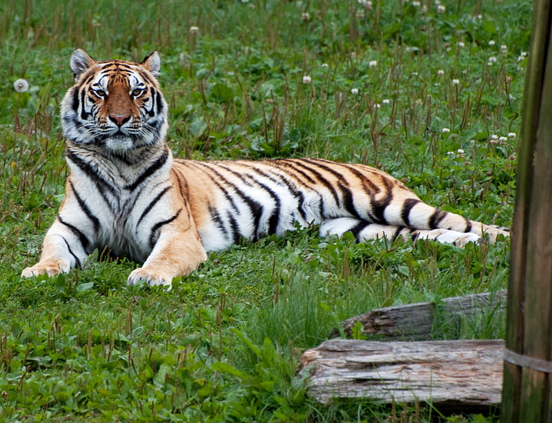 tiger, predator, big cat, stripes, HD wallpaper