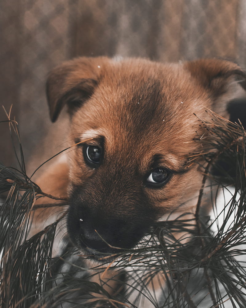 dog, puppy, cute, eyes, HD phone wallpaper