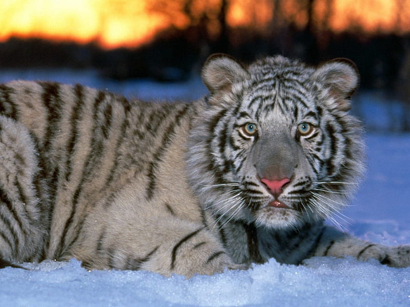 White Tiger, predator, snow, resting, nature, winter, HD wallpaper