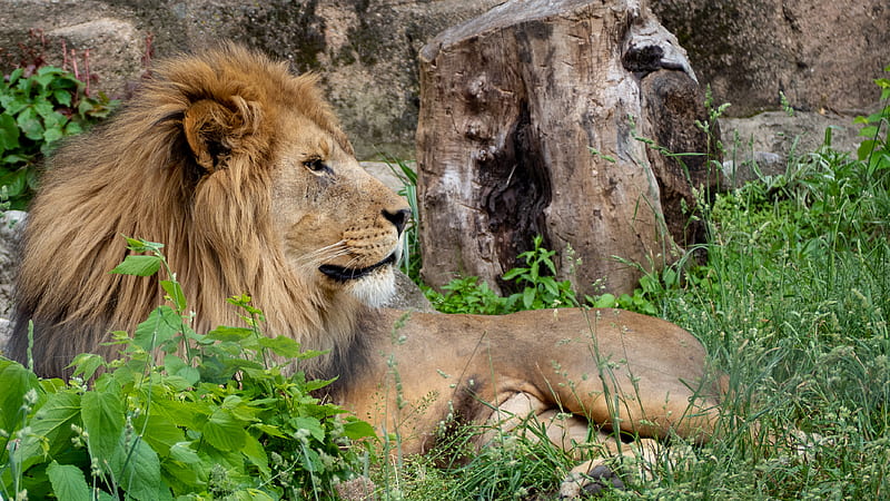 lion, king of beasts, big cat, animal, HD wallpaper