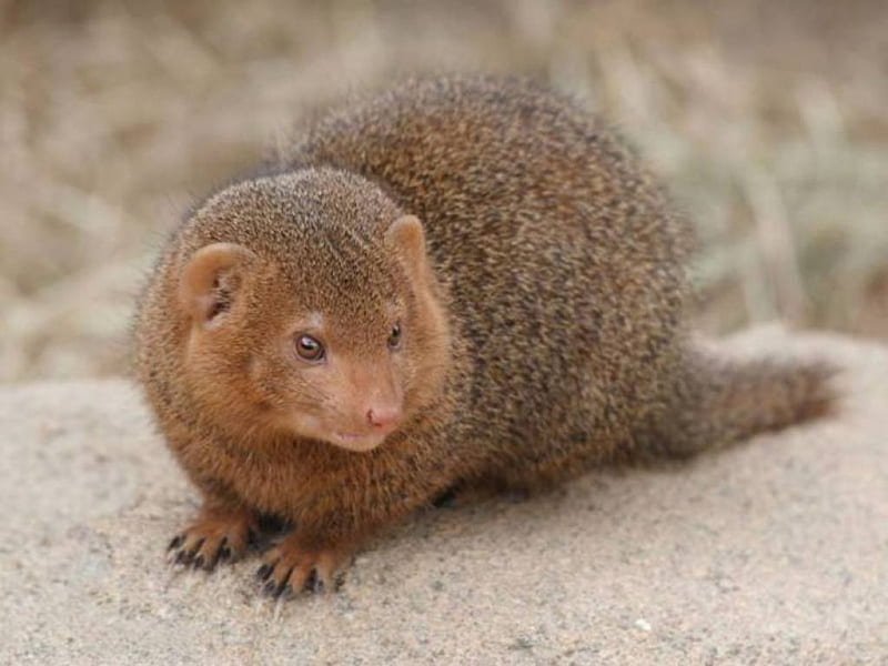DWARF MONGOOSE, cute, brown, wild, mongoose, dwarf, HD wallpaper