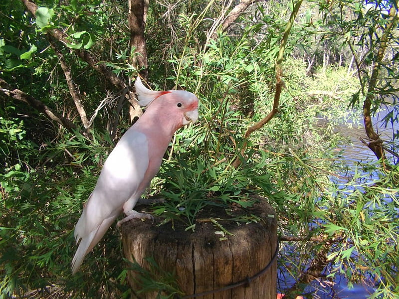 Pink Cockatoo, forest, birds, cockatoo, trees, animal, HD wallpaper