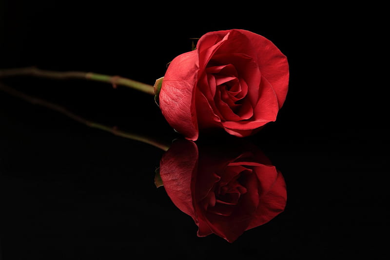 A rose in reflection, red rose, one, passion, beauty, reflection, HD ...