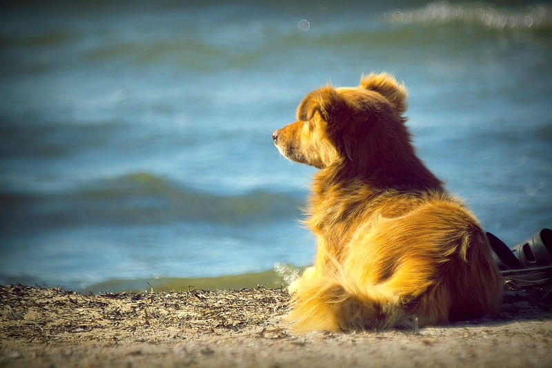 Waiting, sommer, sea, dog, HD wallpaper