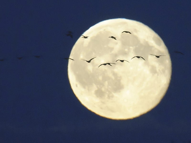 OVER THE MOON, moons, space, flight, birds, silouettes, full moon, evening, white, blue, HD wallpaper