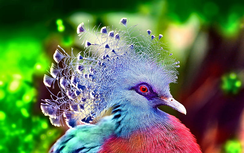 Victoria Crowned Pigeon, red, bird, feather, pasare, fan, goura victoria, blue, HD wallpaper