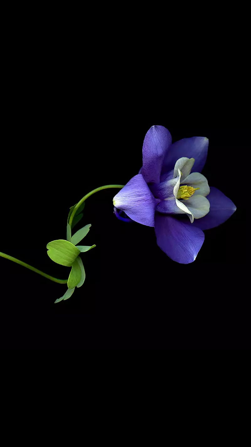 Single flower, black, dark, green, light, nature, purple, purple flower, HD phone wallpaper