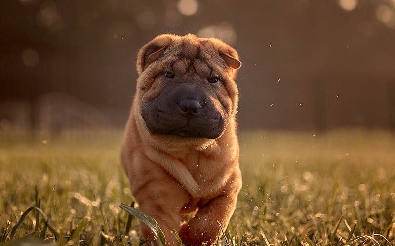 Shar Pei, brown puppy, evening, sunset, small dogs, pets, Cantonese Shar-Pei, puppies, dogs, HD wallpaper