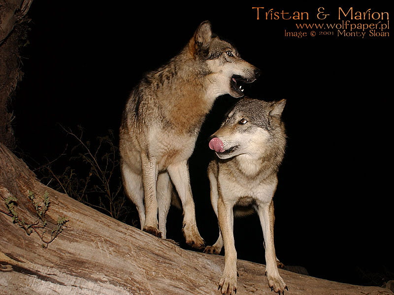 NIGHT GUARDIAN OF THE WOODS, wild wolves, grey wolf, wildlife, wolf, animals, night, log, HD wallpaper
