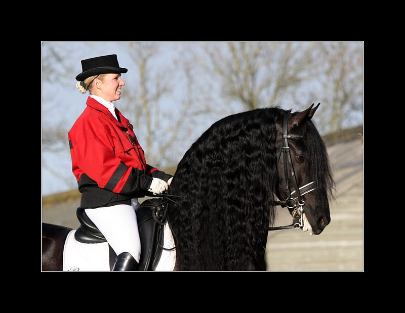 Rik 1, friesland, dutch, friesian, black, drafthorse, holland, horses, HD wallpaper