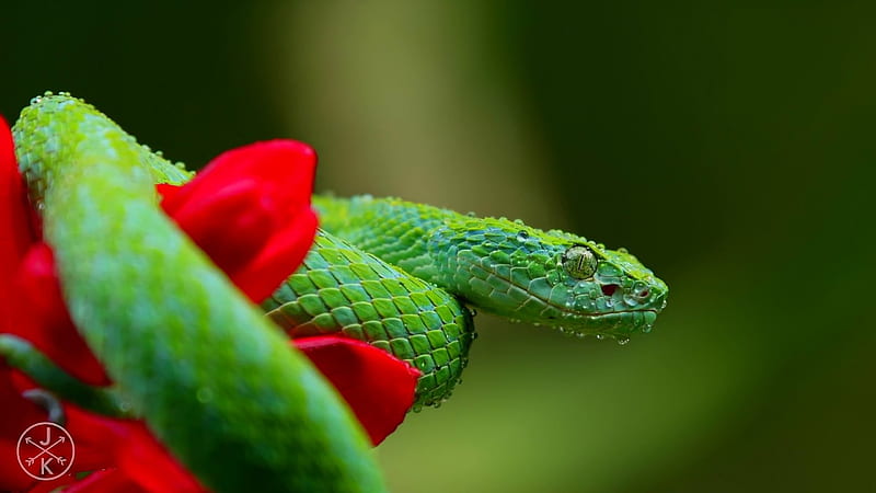 Snake, red, green, flower, animal, reptile, HD wallpaper