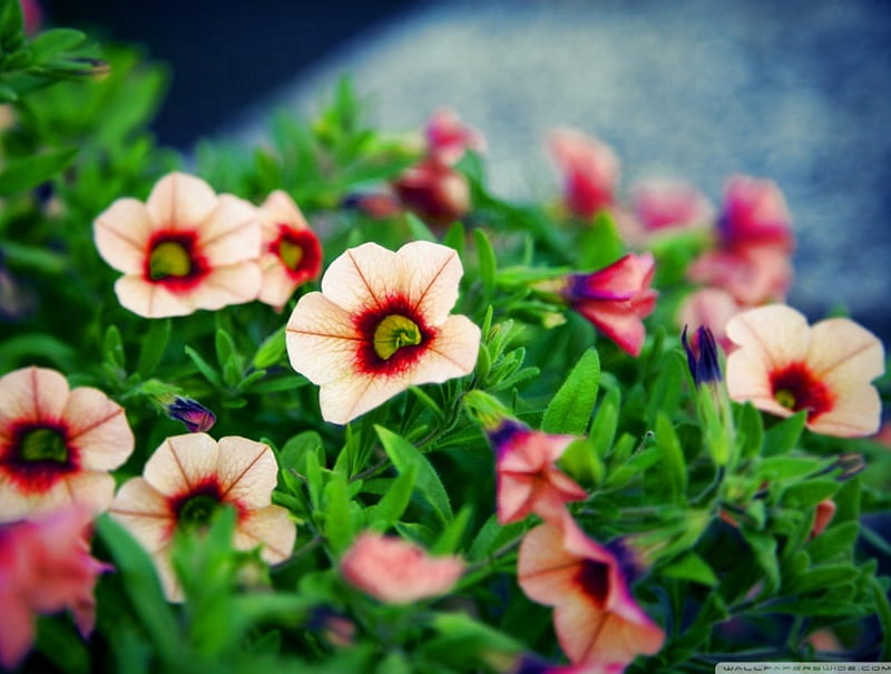 Nice flowers in the garden, cute, flowers, small, orange, HD wallpaper
