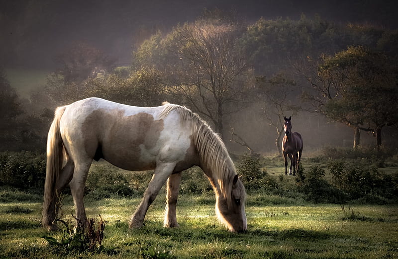 Horses Ultra, Animals, Horses, Pasture, HD wallpaper