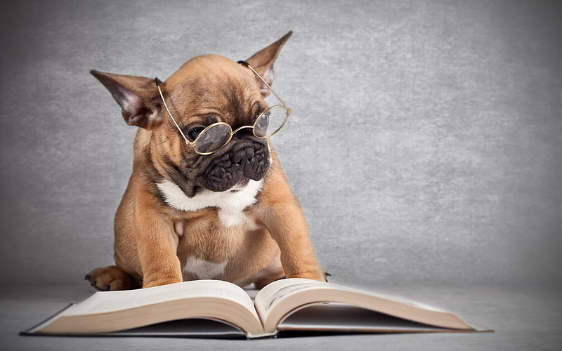 french bulldog, book, dogs, cute dog, puppy, brown french bulldog, pets, cute animals, bulldogs, HD wallpaper