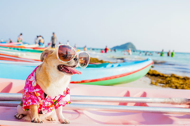 I'm on vacation, caine, vaction, animal, sunglasses, boat, summer, funny, pink, dog, HD wallpaper