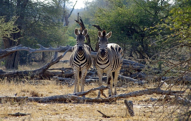 Zebra-Wildlife in South Africa, nature reserve, wild, wildlife, zebra, animal, game reserve, HD wallpaper
