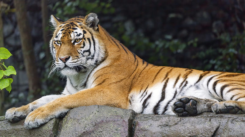 siberian tigress, tiger, predator, big cat, animal, HD wallpaper