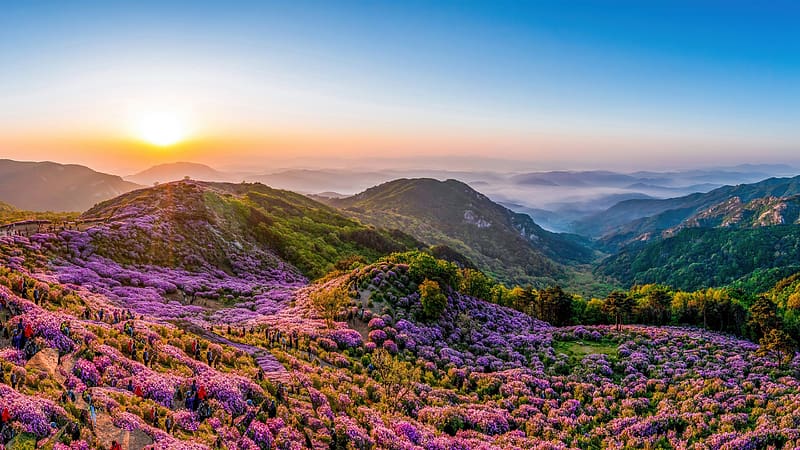 Royal azaleas Hwangmaesan Mountain Korea 2023 Bing, HD wallpaper