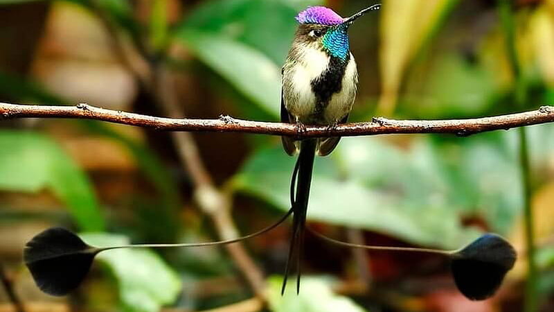 Long Beak Purple Yellow Black Bird On Plant Stalk In Green Blur Background Birds, HD wallpaper