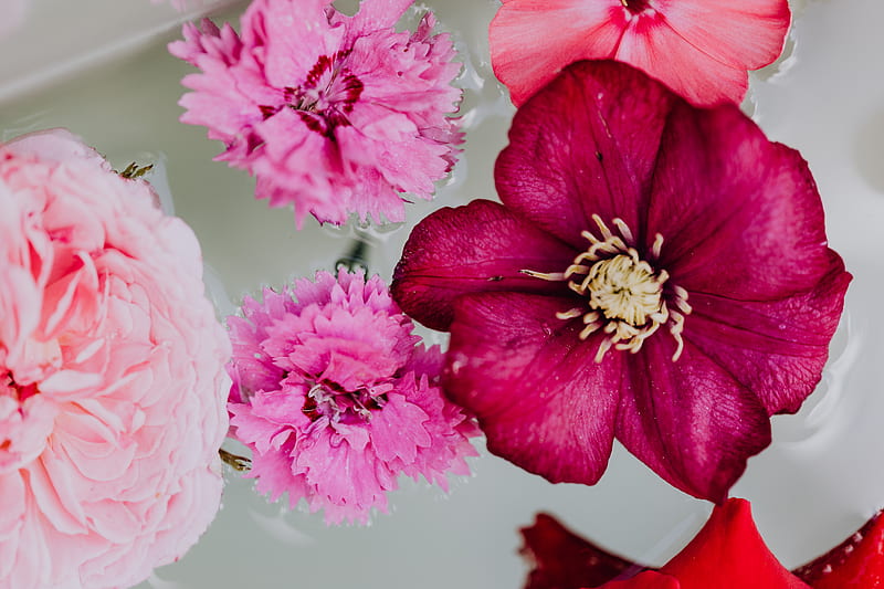 Pink Flower in Macro Shot, HD wallpaper