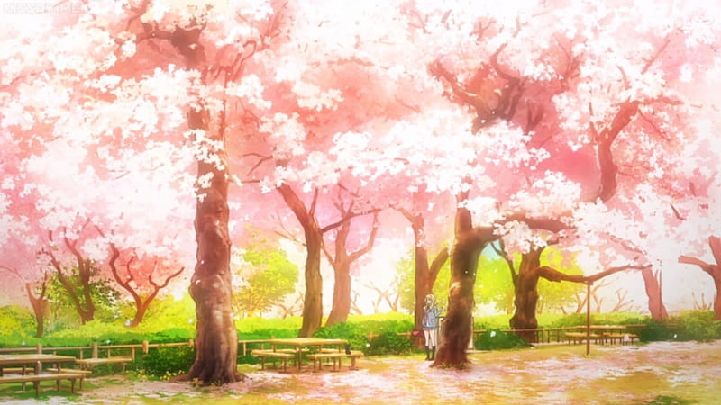 Cherry Tree, pretty, scenic, sakura blossom, bonito, cherry blossom, sweet, blossom, nice, anime, beauty, scenery, pink, sakura, lovely, bench, park, tree, scene, HD wallpaper