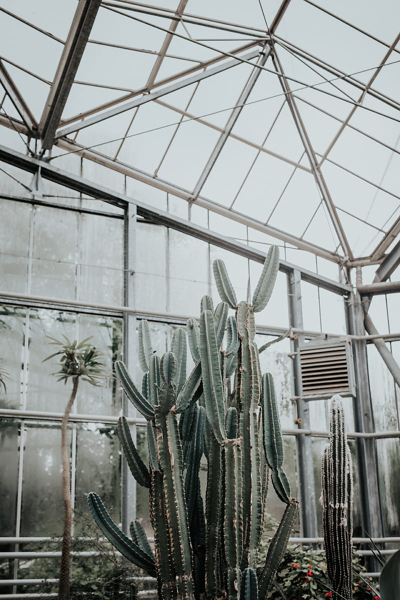 cactus, succulent, plant, greenhouse, HD phone wallpaper