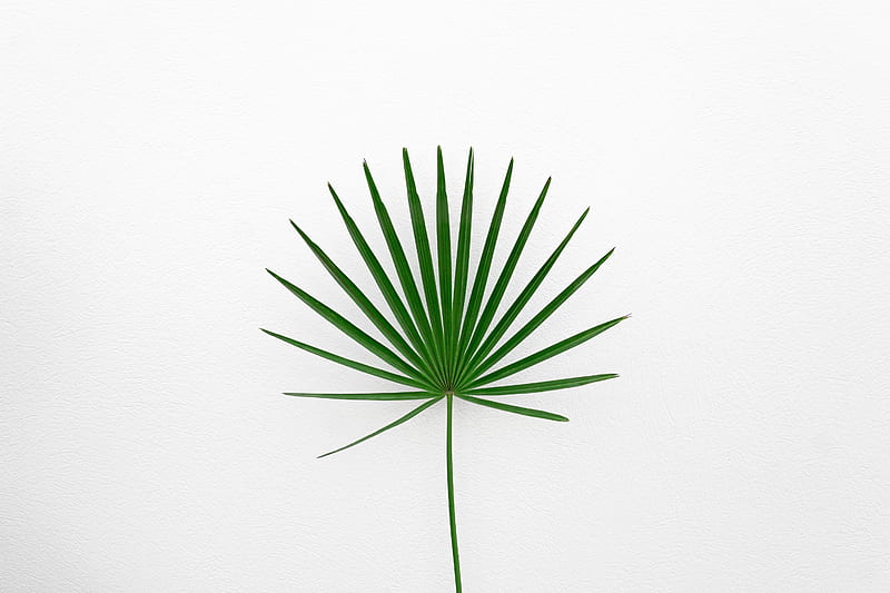 leaf, plant, minimalism, green, white, HD wallpaper