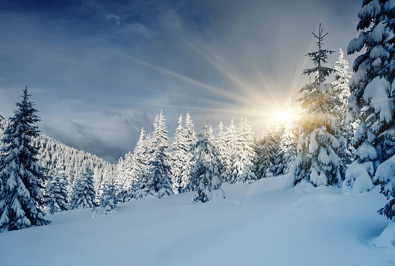 Winter day, sun, pines, snow, winter, HD wallpaper | Peakpx