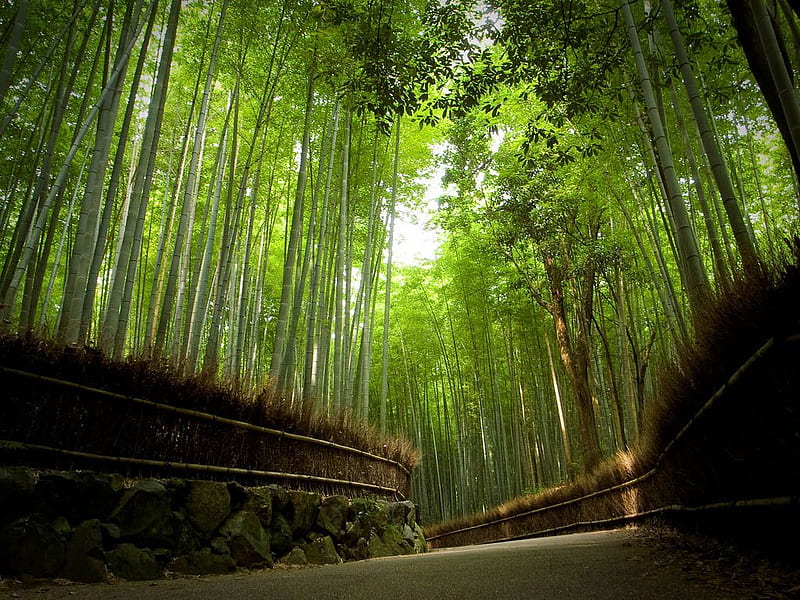 kyoto arashiyama japan, cool, HD wallpaper