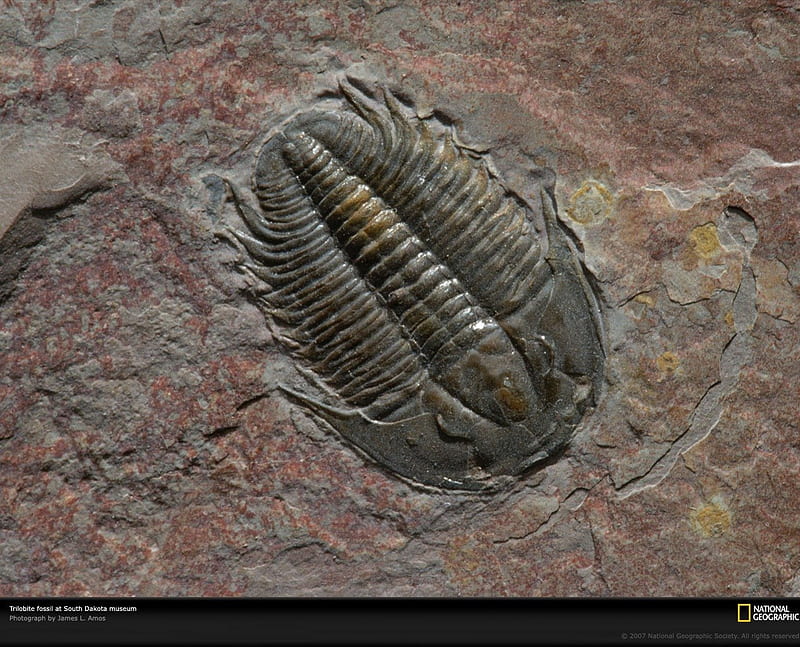 Trilobite fossil, fossil, national geographic, permian animal, graphy, paleontology, nice, prehistory, animals, amazing, dinosaurs, cool, prehistoric, awesome, great, dinosaur, tribolite, HD wallpaper