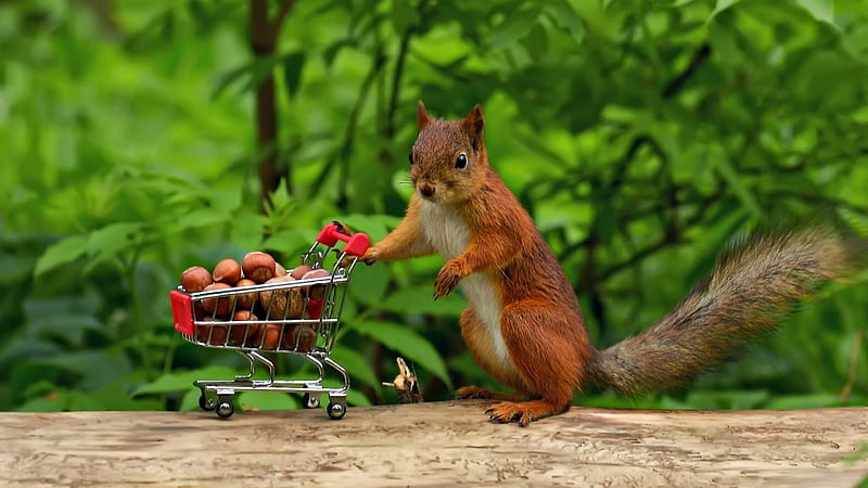 Squirrel, cute, nuts, red, green, food, funny, animal, HD wallpaper