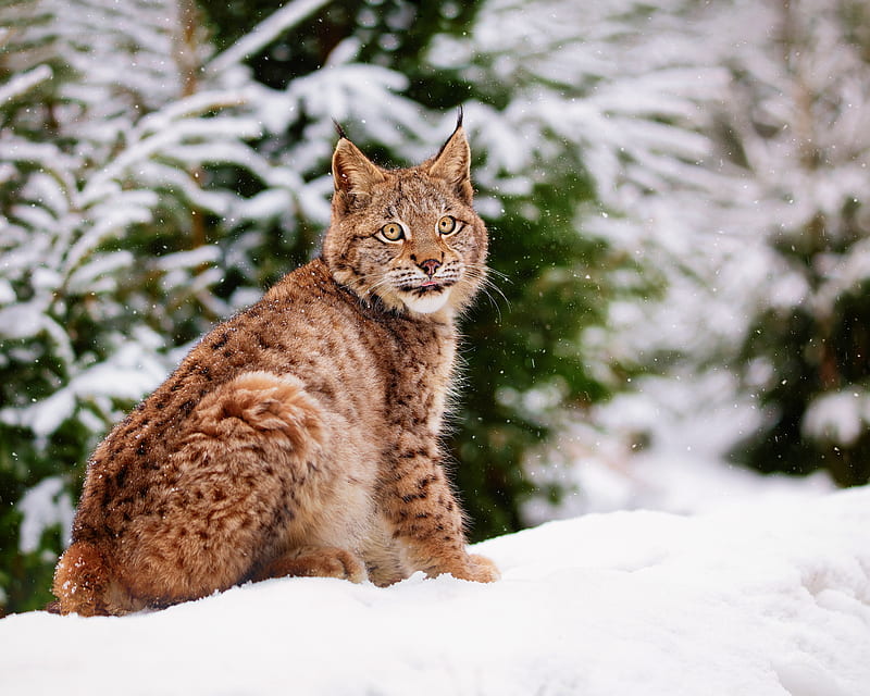 Cats, Lynx, Snow, Wildlife, Winter, predator (Animal), HD wallpaper