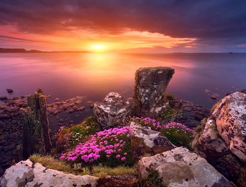 Dedicating Flowers To Sunset, hills, rocks, shoreline, bonito, sky, sea, yellow sunset, flowers, Scotland, purple clouds, HD wallpaper